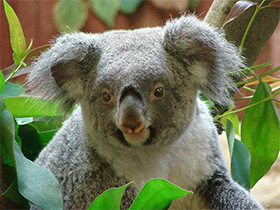 Фото Коала