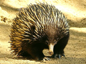 Смотреть фото Защитные рефлексы у животных Фото Защитные рефлексы у животных