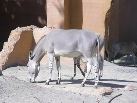 Фото Сомалийский осёл