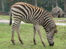Смотреть фото Бурчеллова зебра Фото Бурчеллова зебра
