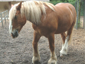 Смотреть фото Влияние музыки на животных Фото Влияние музыки на животных