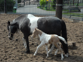 Смотреть фото Домашние лошади Фото Домашние лошади