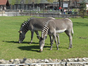 Смотреть фото Зебра Греви Фото Зебра Греви