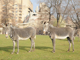 Смотреть фото Зебра Греви Фото Зебра Греви