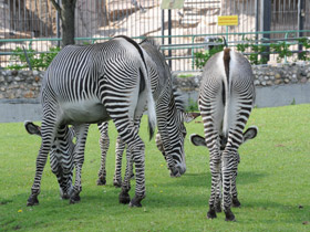 Смотреть фото Зебра Греви Фото Зебра Греви