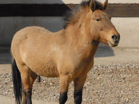 Фото Лошадь Пржевальского