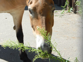 Фото Лошадь Пржевальского