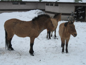 Фото Лошадь Пржевальского