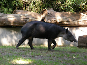 Фото Тапир Бэрда