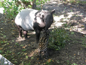 Смотреть фото Чепрачный тапир Фото Чепрачный тапир