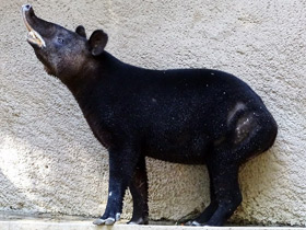 Фото Горный тапир