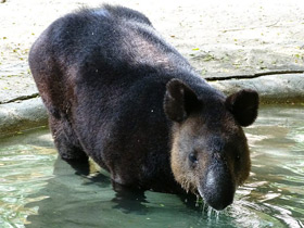 Фото Горный тапир