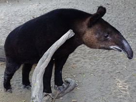 Фото Горный тапир