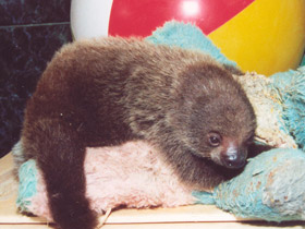 Смотреть фото «Мама, возьми меня на ручки!» Фото «Мама, возьми меня на ручки!»