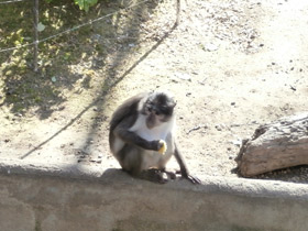 Смотреть фото Удивительные животные Мадагаскара. Часть 2 Фото Удивительные животные Мадагаскара. Часть 2