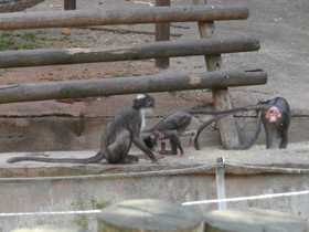 Смотреть фото Дымчатый мангобей Фото Дымчатый мангобей