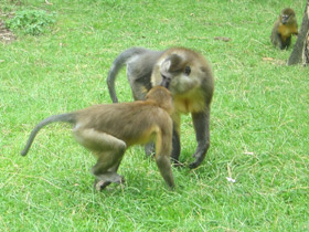 Смотреть фото Золотистый мангабей Фото Золотистый мангабей