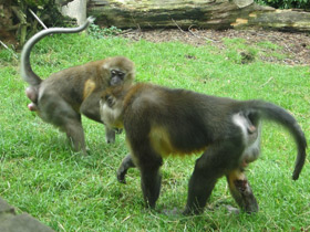 Смотреть фото Золотистый мангабей Фото Золотистый мангабей