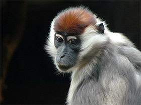 Смотреть фото Красноголовый мангобей Фото Красноголовый мангобей