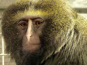 Смотреть фото Совинолицая мартышка Фото Совинолицая мартышка