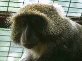 Смотреть фото Голубая мартышка Фото Голубая мартышка