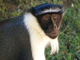 Смотреть фото Роловейская мартышка Фото Роловейская мартышка