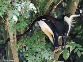 Смотреть фото Роловейская мартышка Фото Роловейская мартышка