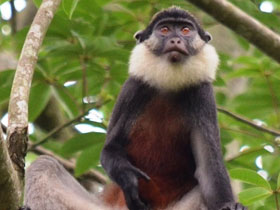 Смотреть фото Краснобрюхая мартышка Фото Краснобрюхая мартышка