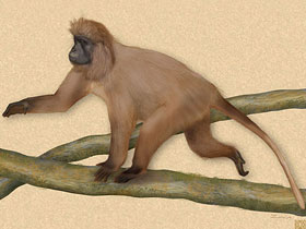 Смотреть фото Рунгвацебус Фото Рунгвацебус