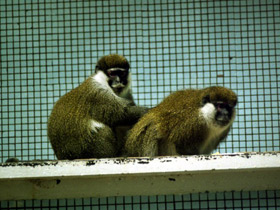 Смотреть фото Зелёная мартышка дьям-дьям Фото Зелёная мартышка дьям-дьям