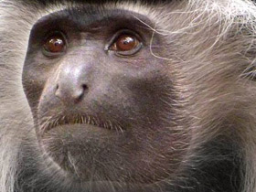 Ангольский колобус Ангольский колобус