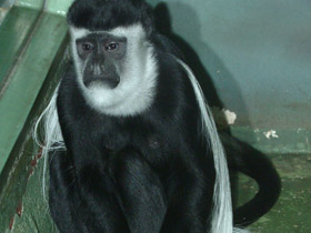 Смотреть фото Восточный колобус Фото Восточный колобус