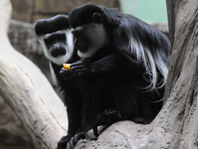 Смотреть фото Восточный колобус Фото Восточный колобус