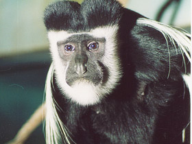 Смотреть фото Восточный колобус Фото Восточный колобус