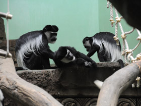 Смотреть фото Восточный колобус Фото Восточный колобус