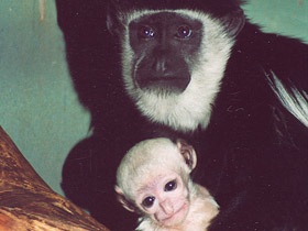 Смотреть фото Восточный колобус Фото Восточный колобус