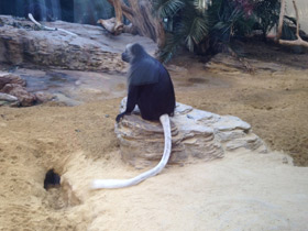 Смотреть фото Королевский колобус Фото Королевский колобус