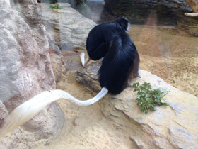 Смотреть фото Королевский колобус Фото Королевский колобус