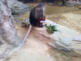 Смотреть фото Королевский колобус Фото Королевский колобус