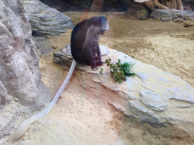 Смотреть фото Королевский колобус Фото Королевский колобус