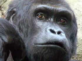 Смотреть фото Восточная равнинная горилла Фото Восточная равнинная горилла
