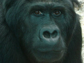 Смотреть фото Восточная равнинная горилла Фото Восточная равнинная горилла