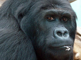 Смотреть фото Восточная равнинная горилла Фото Восточная равнинная горилла