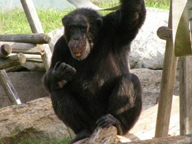 Смотреть фото Шимпанзе Фото Шимпанзе