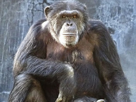 Смотреть фото Шимпанзе Фото Шимпанзе