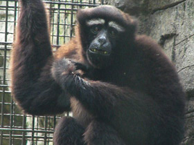 Смотреть фото Восточный хулок Фото Восточный хулок