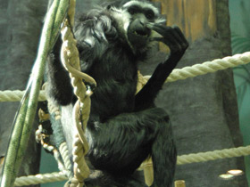 Смотреть фото Чернорукий гиббон Фото Чернорукий гиббон