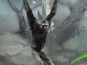 Смотреть фото Чернорукий гиббон Фото Чернорукий гиббон