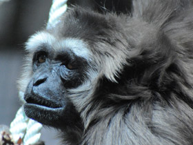 Смотреть фото Чернорукий гиббон Фото Чернорукий гиббон