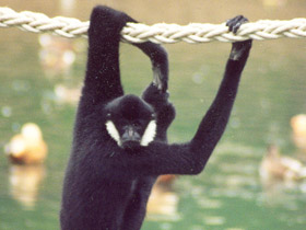 Смотреть фото Черный (белощёкий) гиббон Фото Черный (белощёкий) гиббон